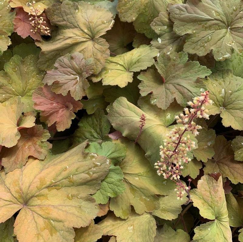 Heuchera x villosa Mega Caramel