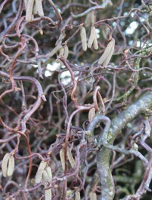 Corylus avellana Contorta