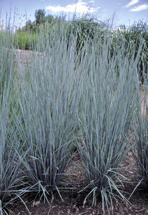 Schizachyrium scoparium Prairie Blues