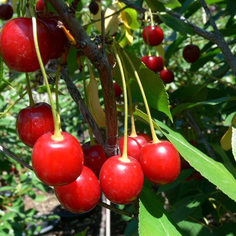 Cherry-shrub Romance Cupid