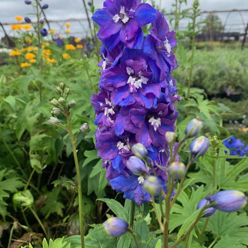 Delphinium elatum Guardian Blue