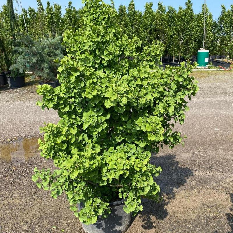 Ginkgo biloba Spring Grove
