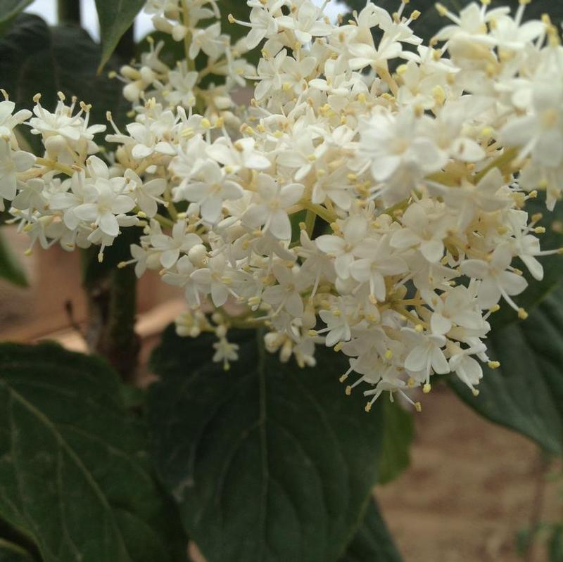 Syringa reticulata Willamette