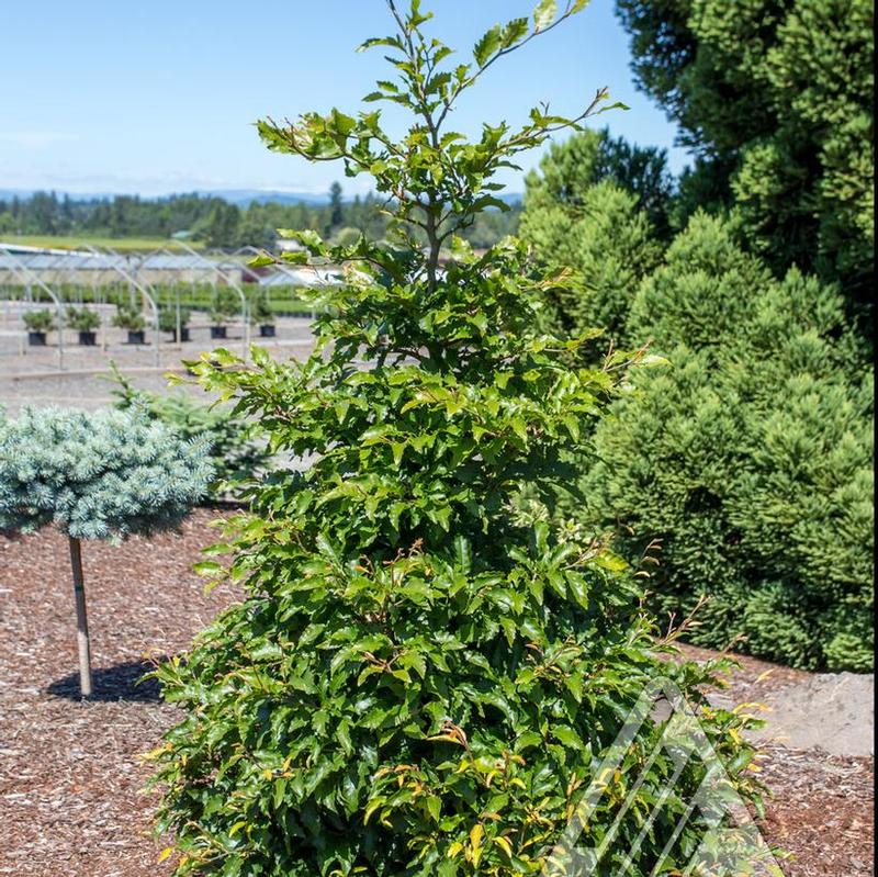 Fagus sylvatica Sandrode