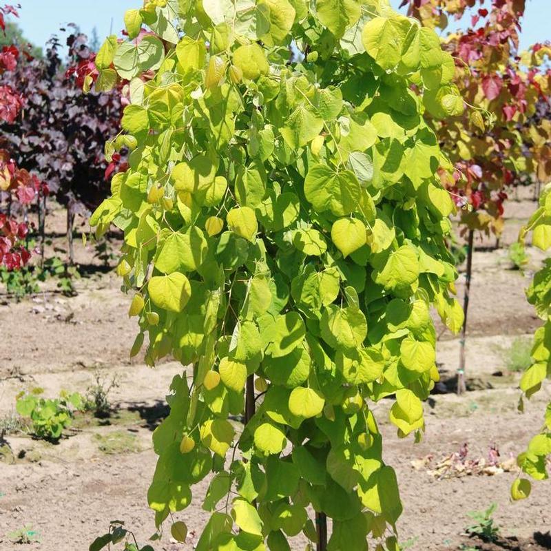 Cercis canadensis NC2015-12