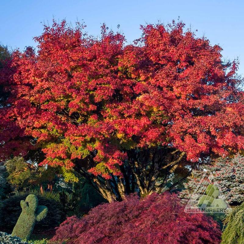 Acer palmatum Tobiosho