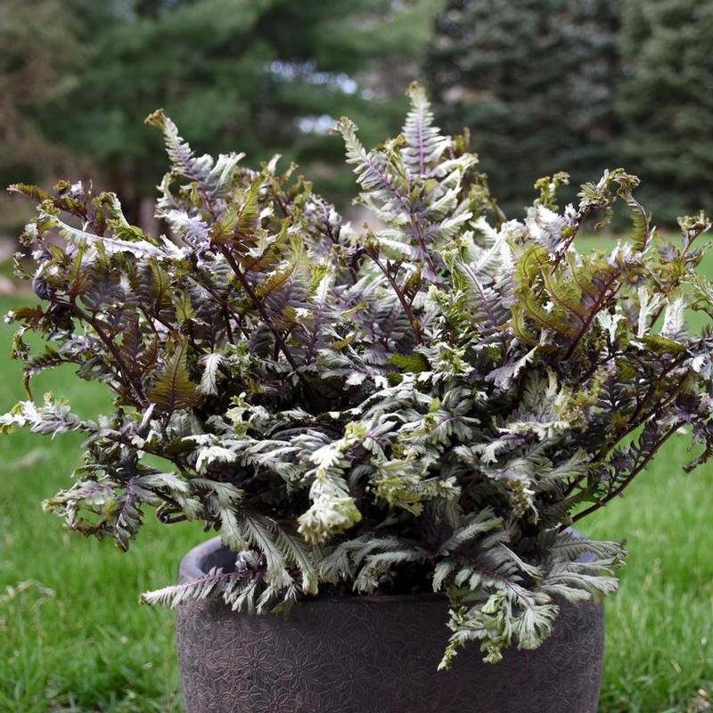 Athyrium niponicum Crested Surf