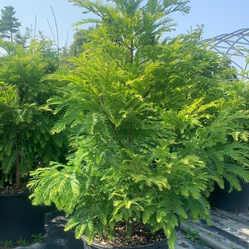 Metasequoia glyptostroboides Chubby