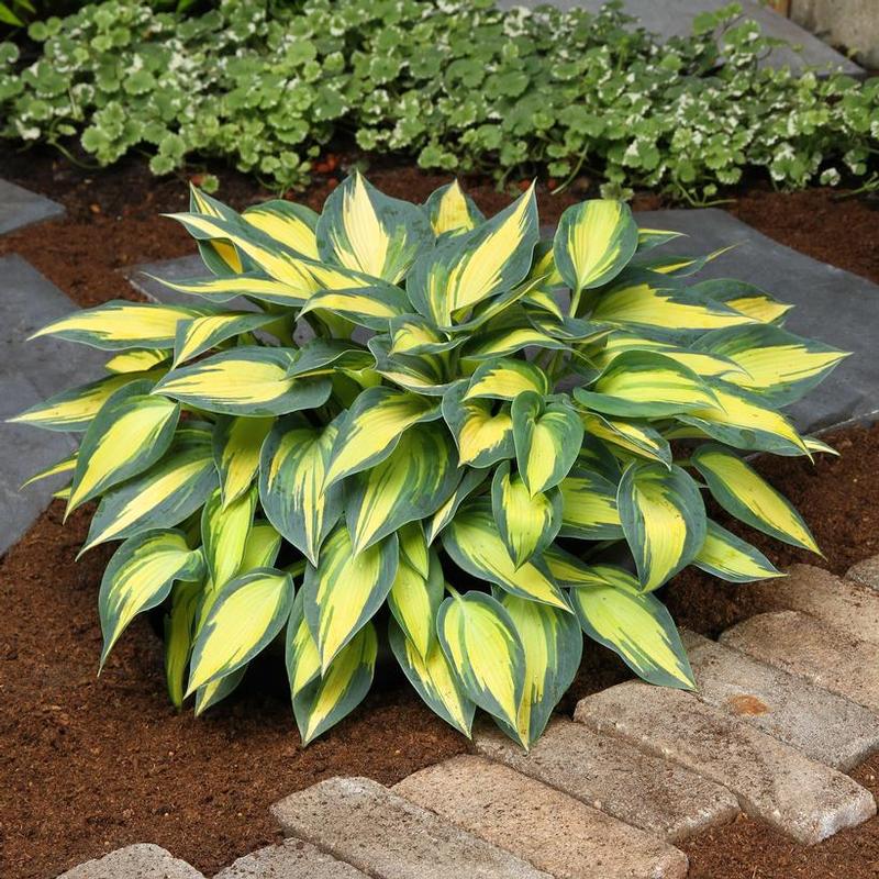 Hosta Magic Island