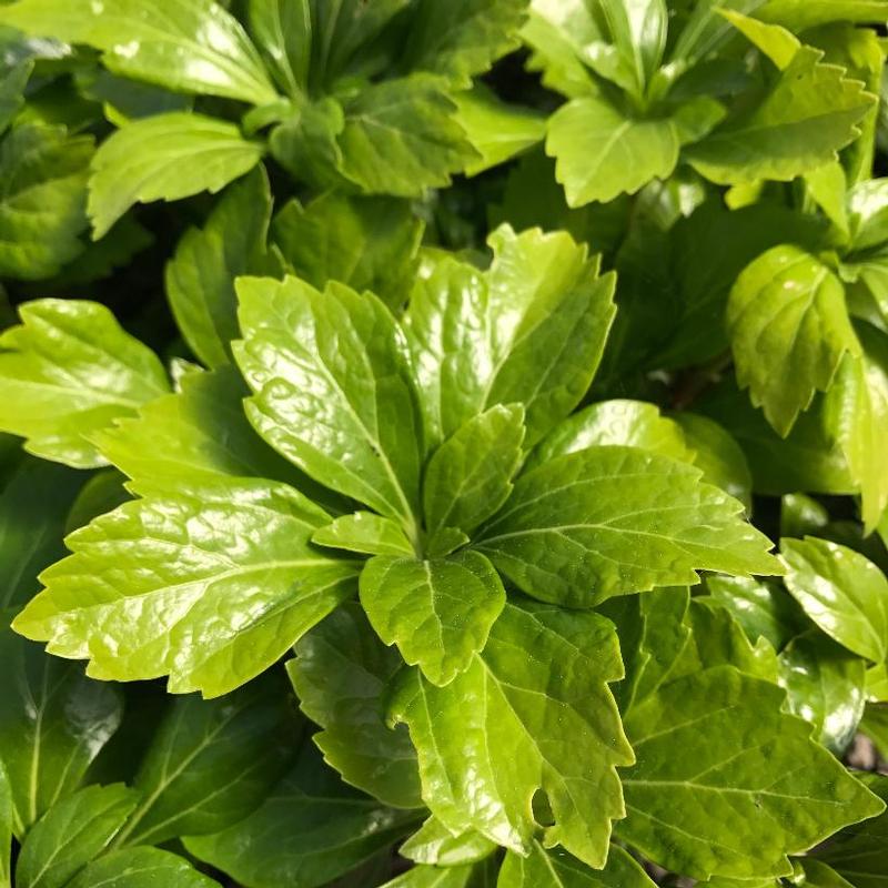 Pachysandra terminalis Green Sheen