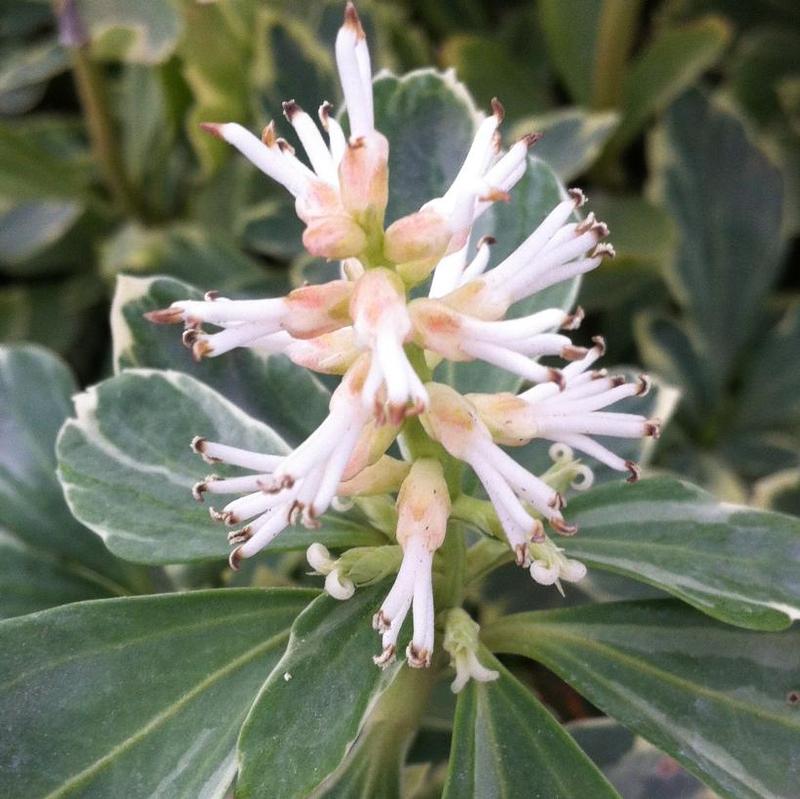 Pachysandra terminalis Variegata