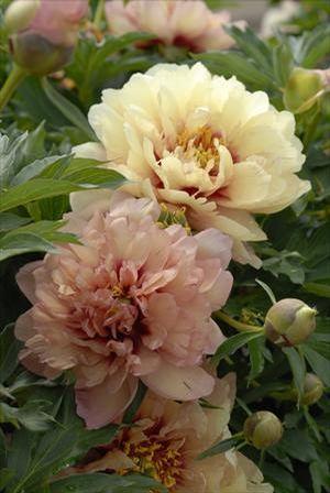 Paeonia itoh Kopper Kettle