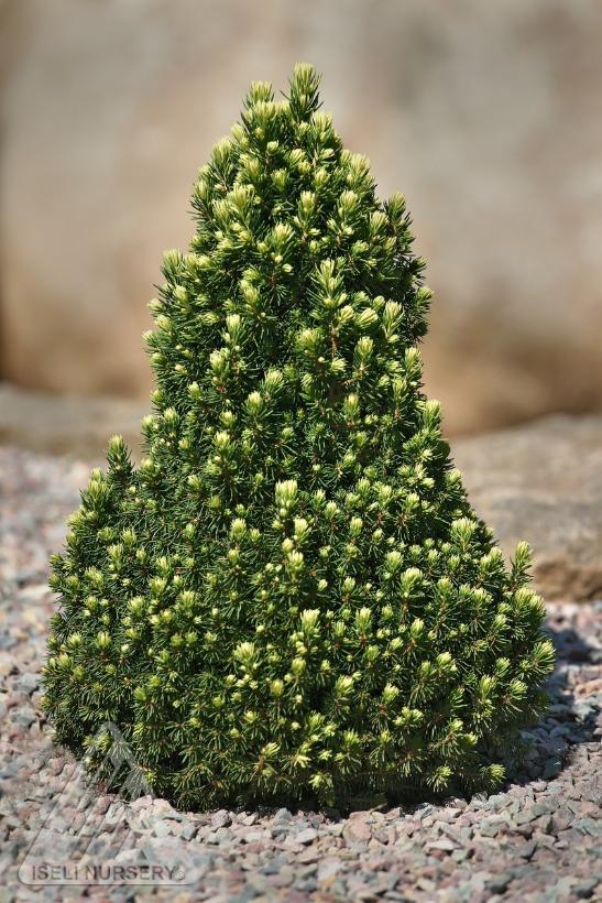 Picea glauca Pixie Dust