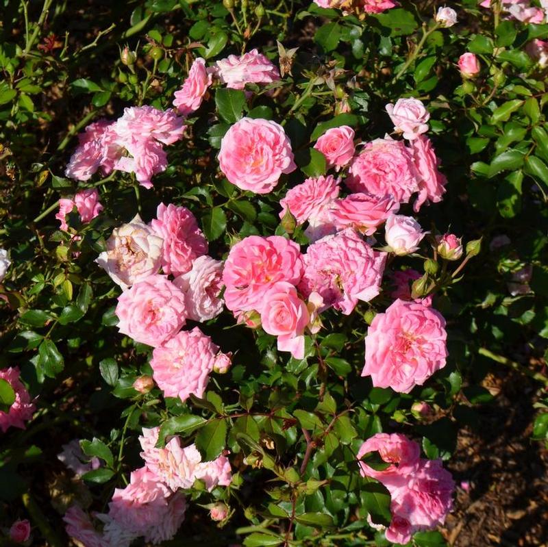 Rosa Drift® MEIswetdom