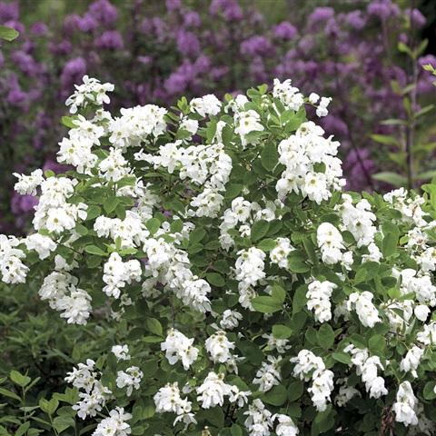 Exochorda x racemosa Bloomin' easy Snow Mountain