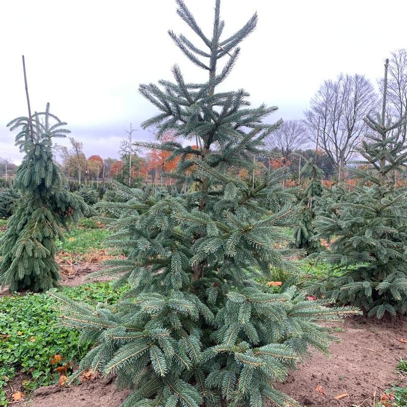 Picea glauca var. densata Westervelt