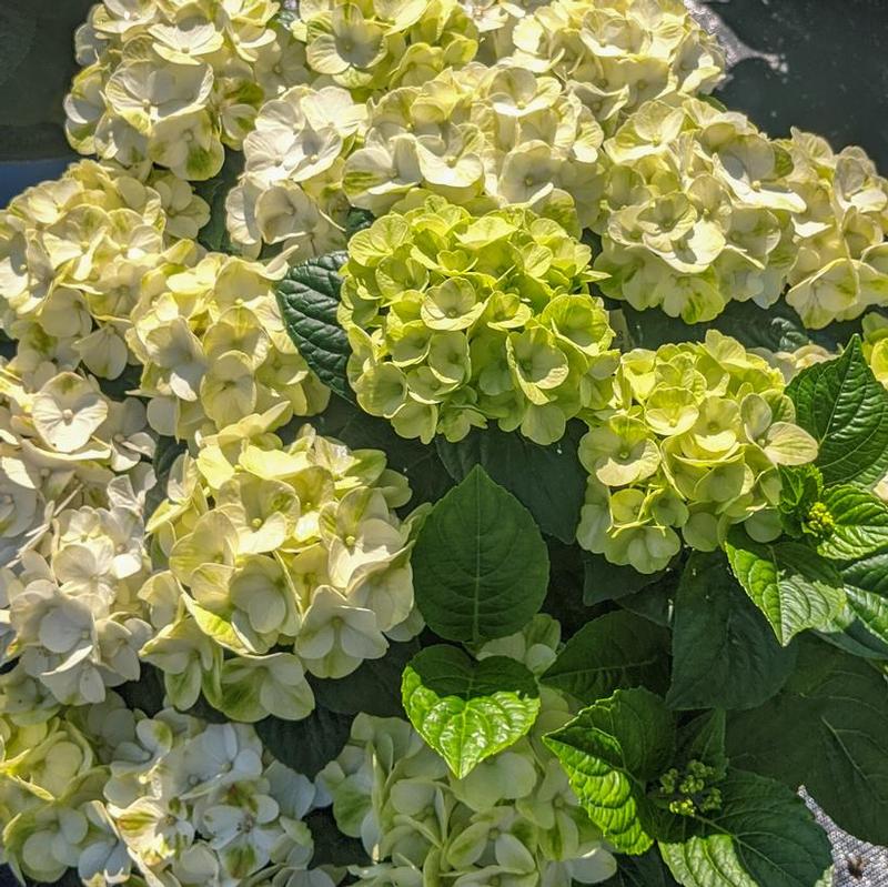 Hydrangea macrophylla Bloomin' Easy® Hokomagrito