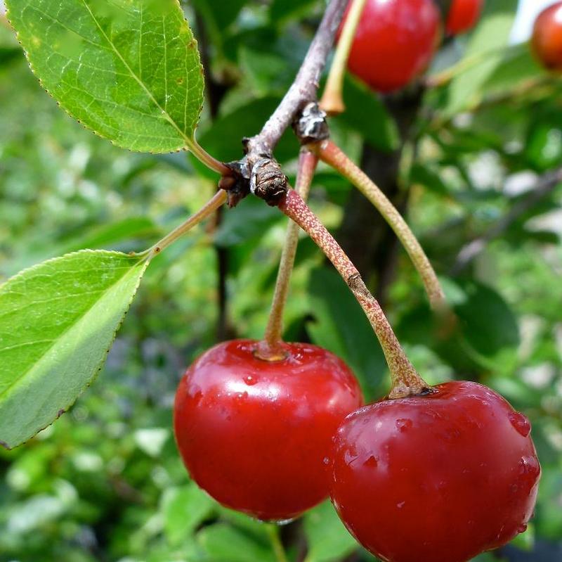 Cherry-shrub Romance Valentine