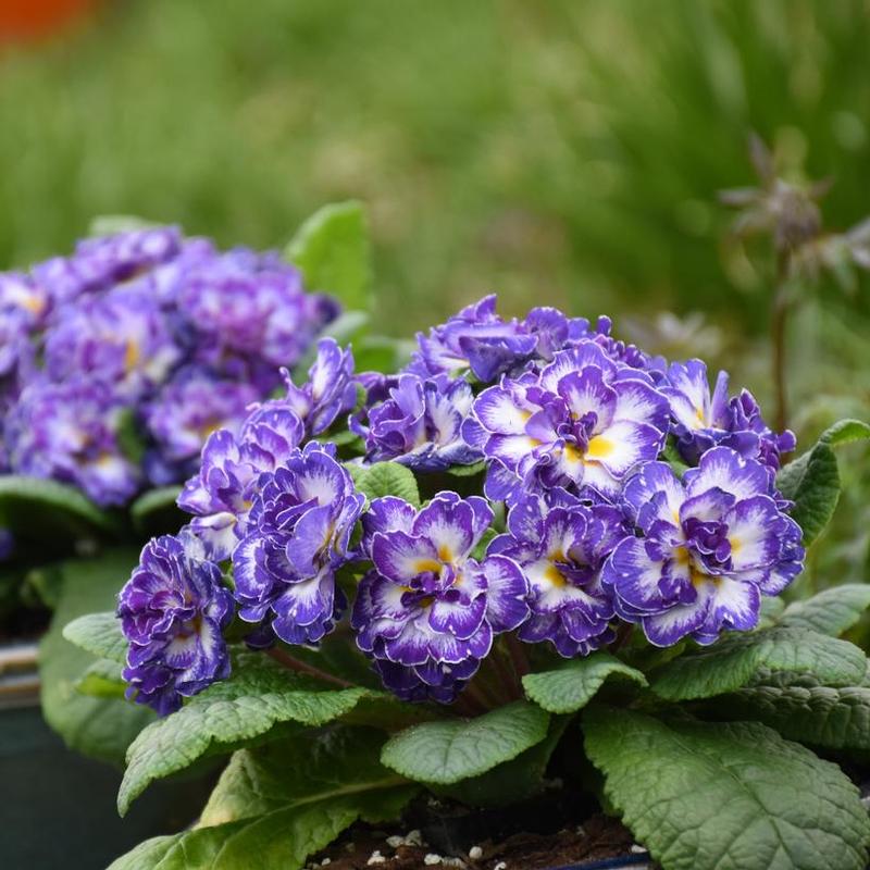 Primula vulgaris Belarina® Belarina® Blue Ripples