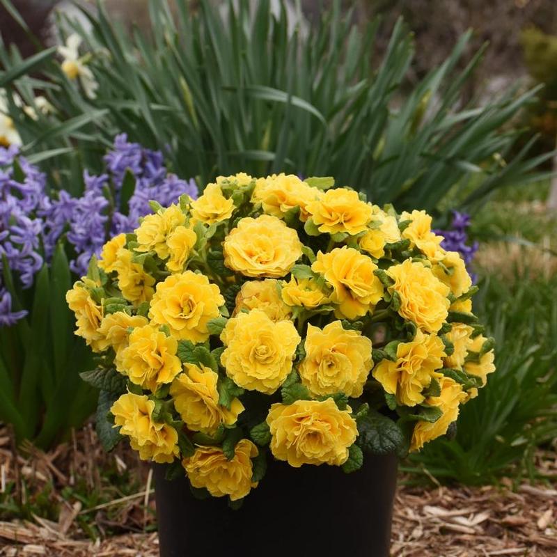 Primula vulgaris Prima Belarina® Kerbelsun