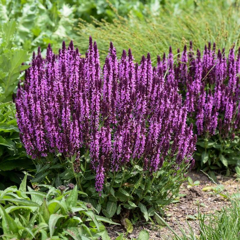 Salvia nemorosa Profusion Pink Profusion