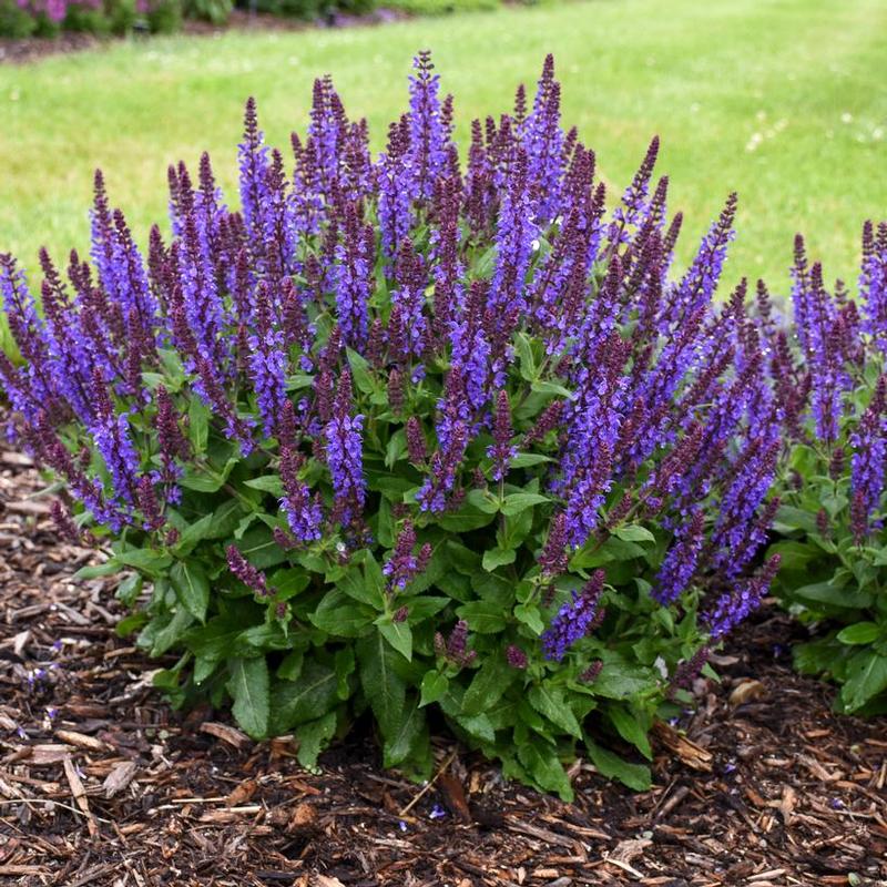 Salvia nemorosa Profusion Violet Profusion