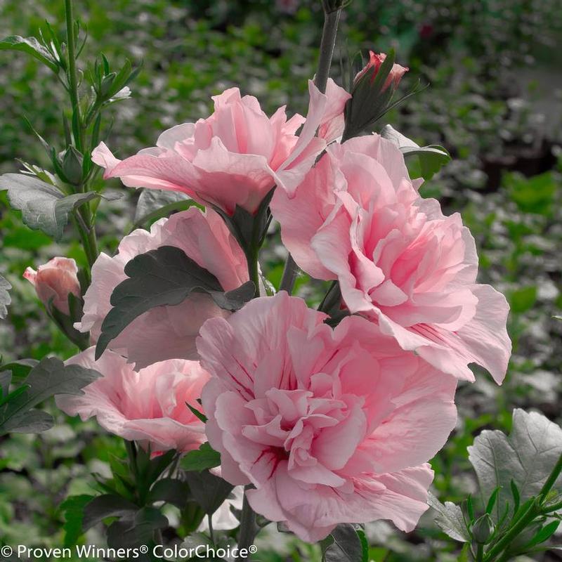 Hibiscus syriacus JWNWOOD4