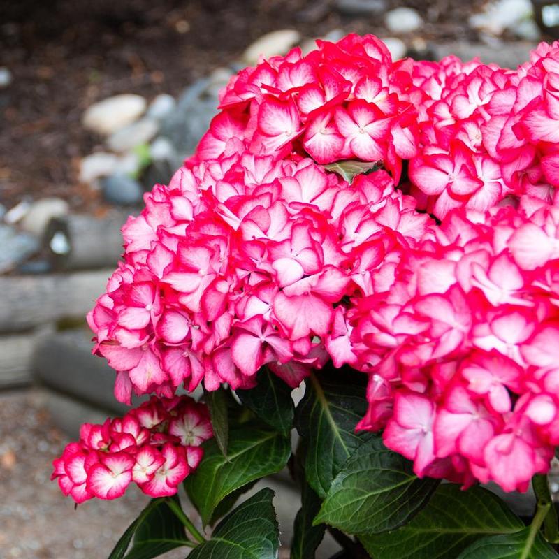 Hydrangea macrophylla Bloomin' Easy® Hokomabebos