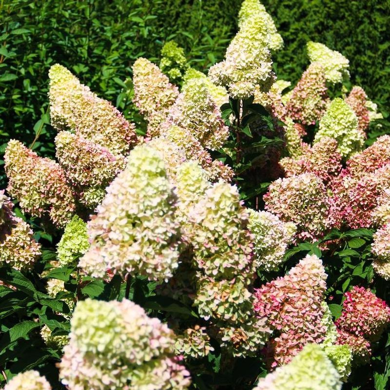 Hydrangea paniculata Bloomin' Easy® HYLVI7522