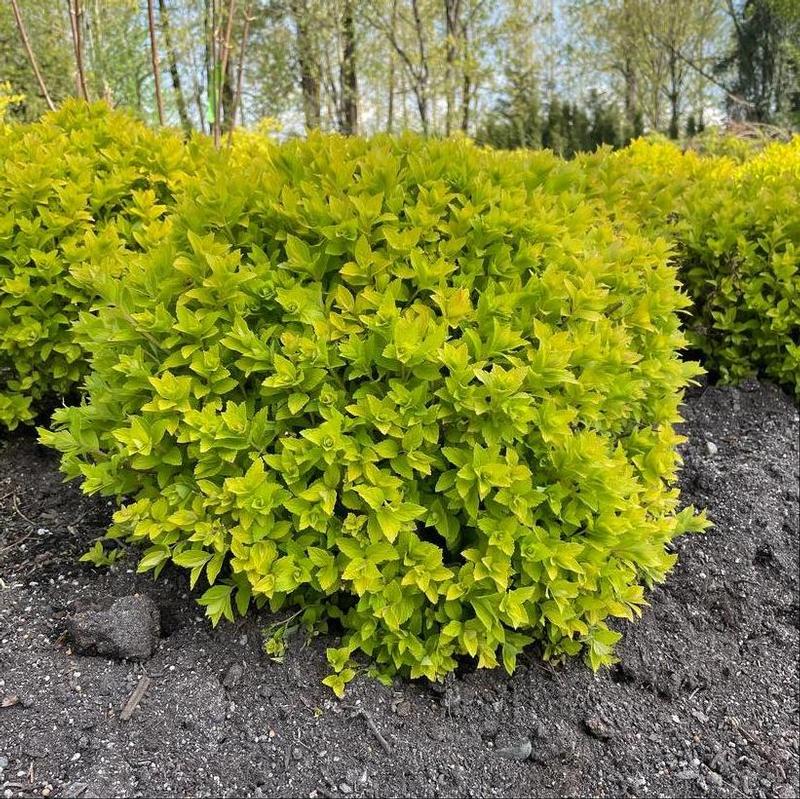 Spiraea japonica Bloomin' Easy® Golden select