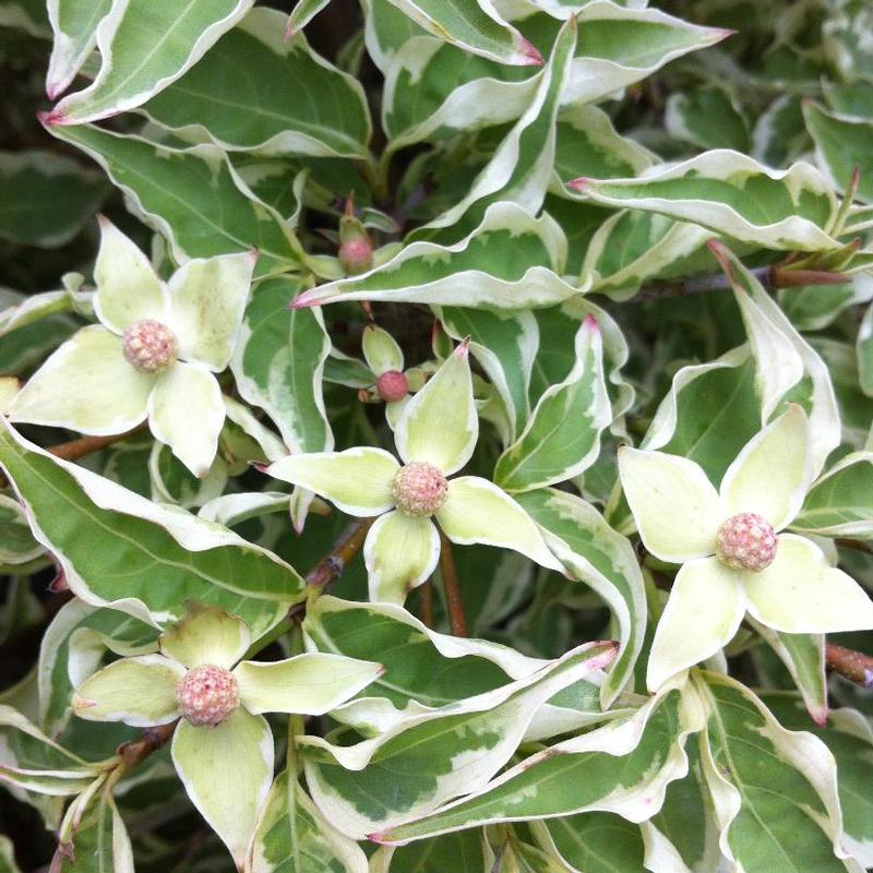 Cornus kousa Wolf Eyes