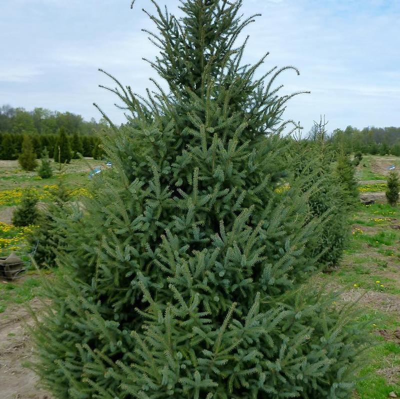 Picea mariana 