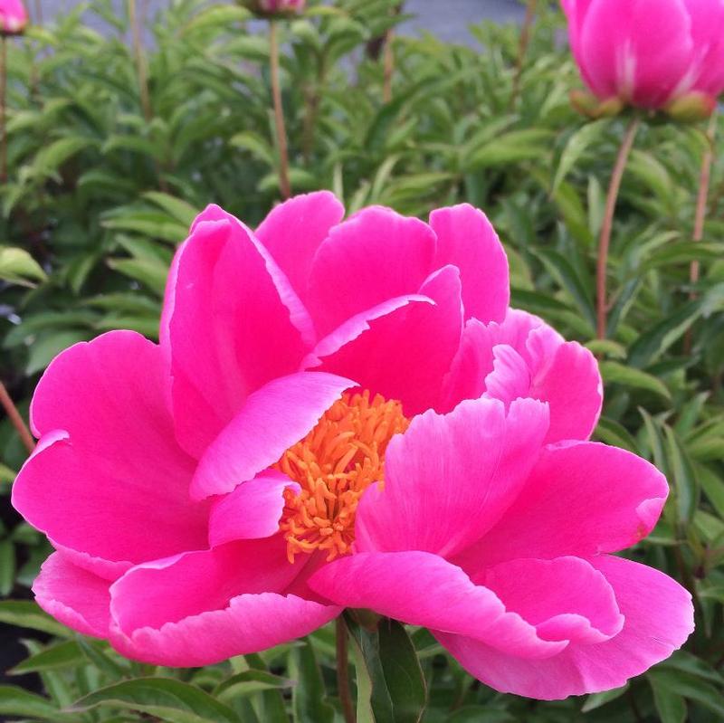 Paeonia Dancing Butterflies