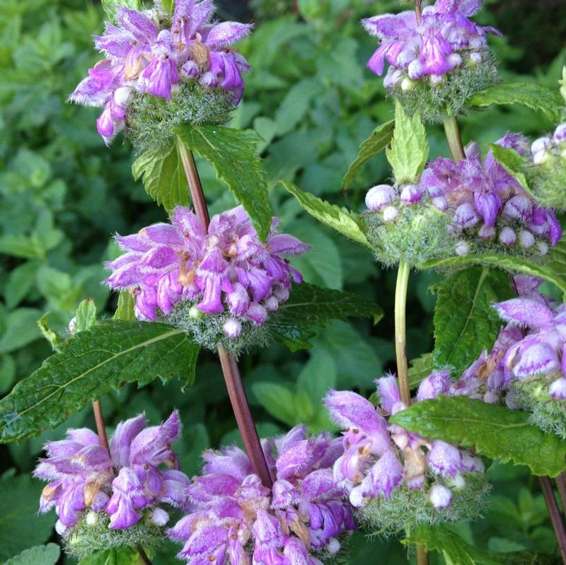 Phlomis cashmeriana 