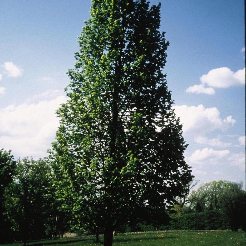 Tilia americana McKSentry