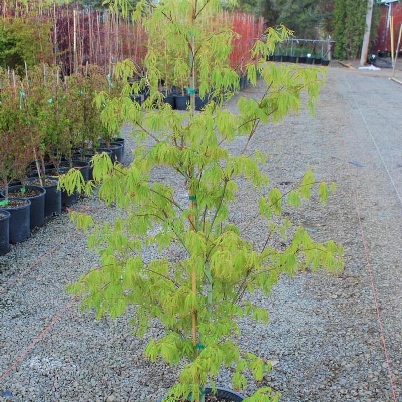 Acer palmatum Fascination Japanese Maple