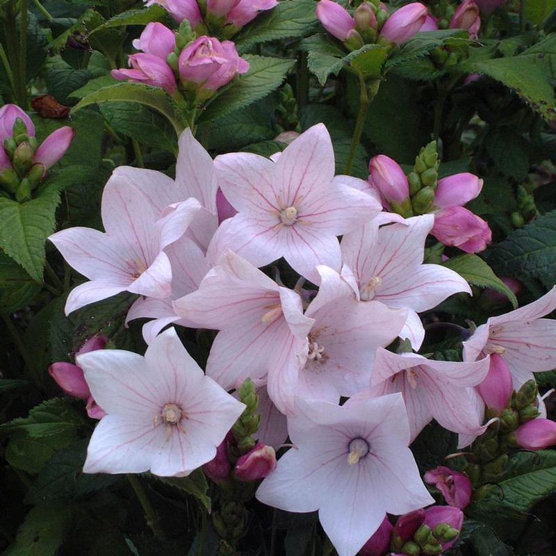 Platycodon grandiflorus Astra Astra Pink