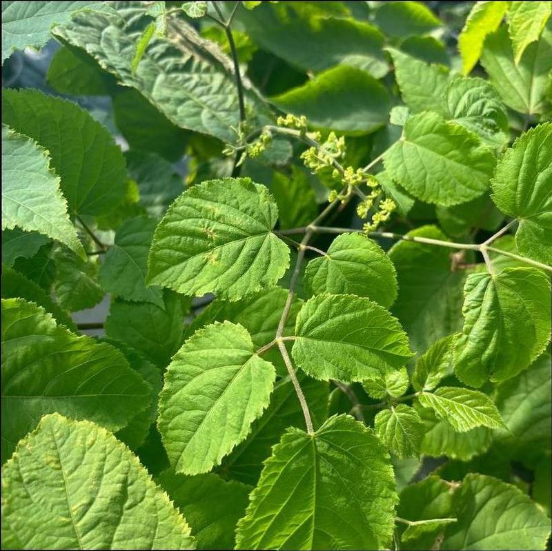 Aralia racemosa 