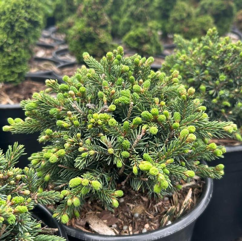 Picea glauca Echiniformis