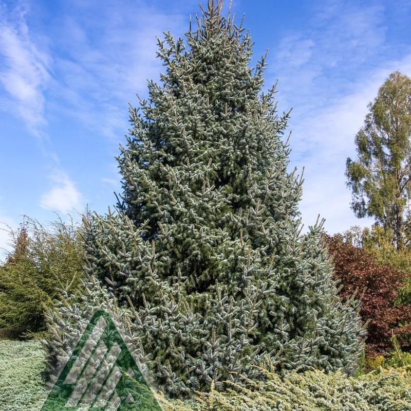 Picea omorika Silberblue