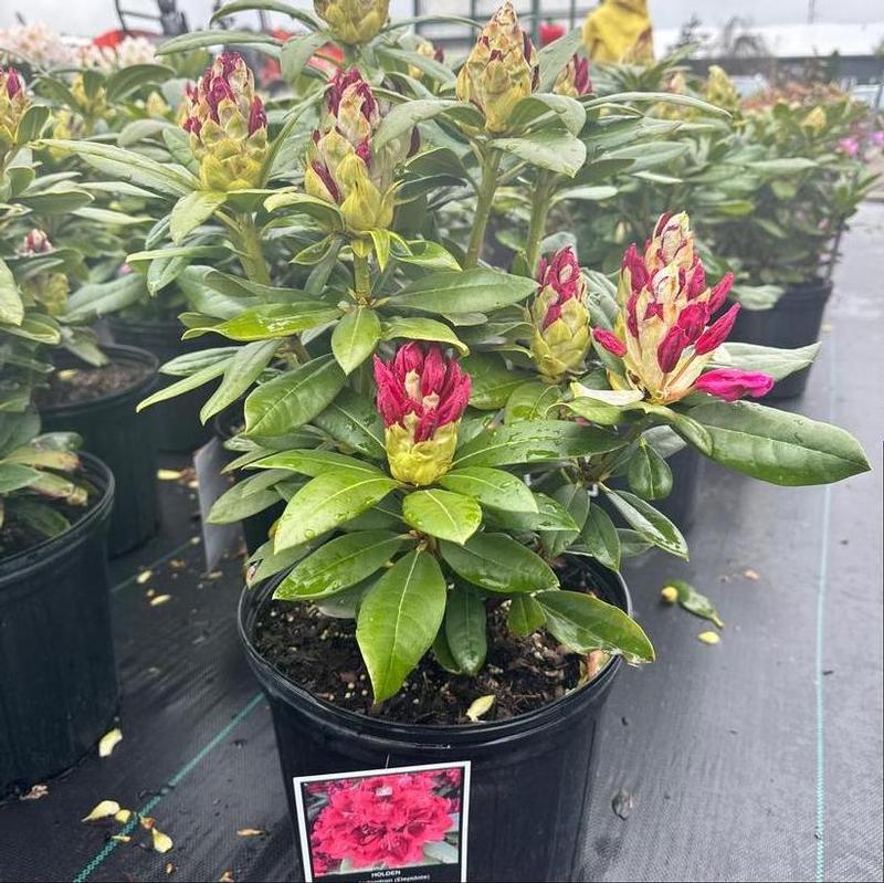 Rhododendron Holden