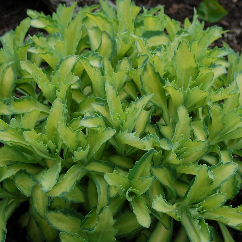 Sedum telephium Beka