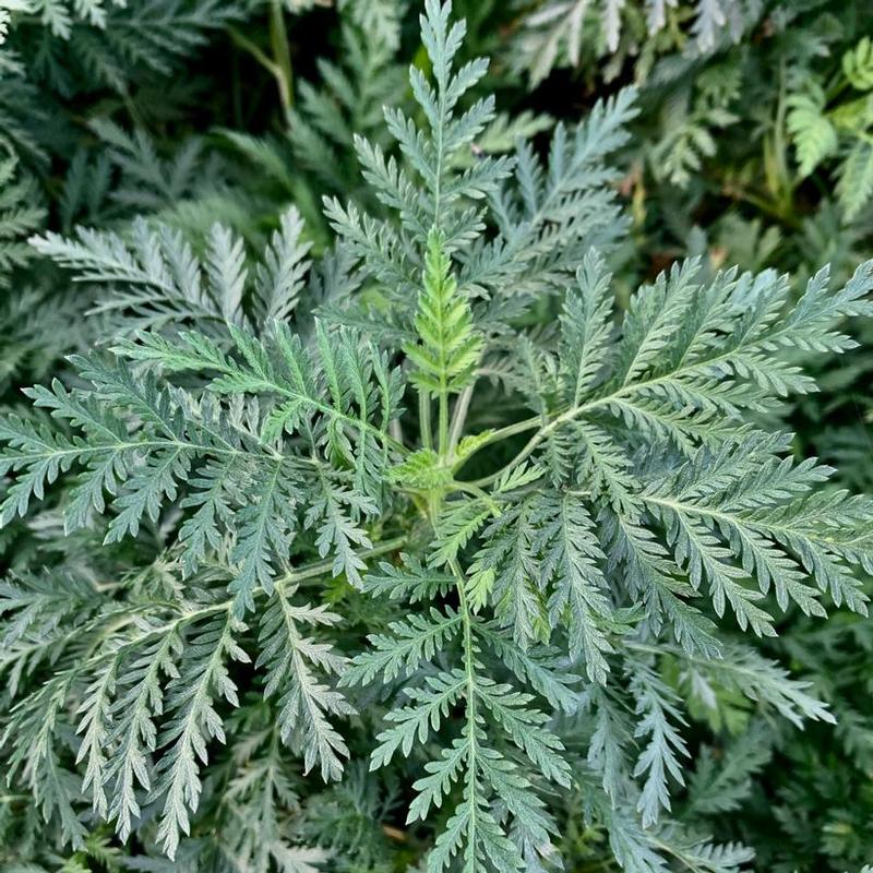 Artemisia gmelinii Balfernlym