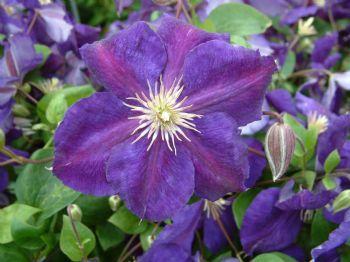 Clematis Jackmanii Superba