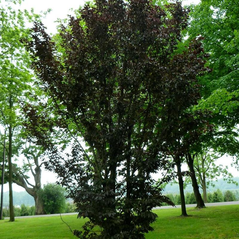 Fagus sylvatica Rohanii