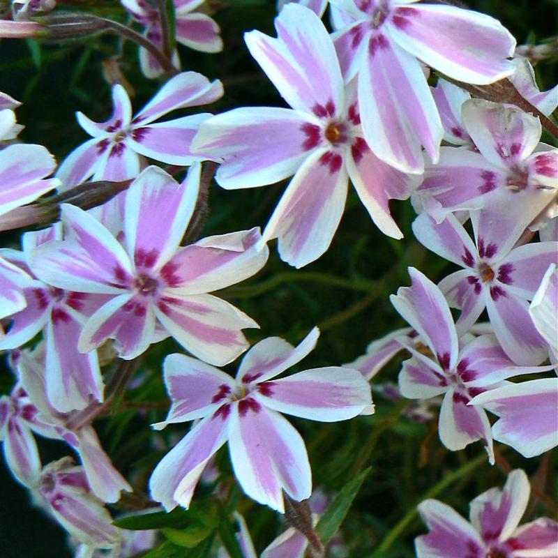 Phlox subulata Tamaongalei