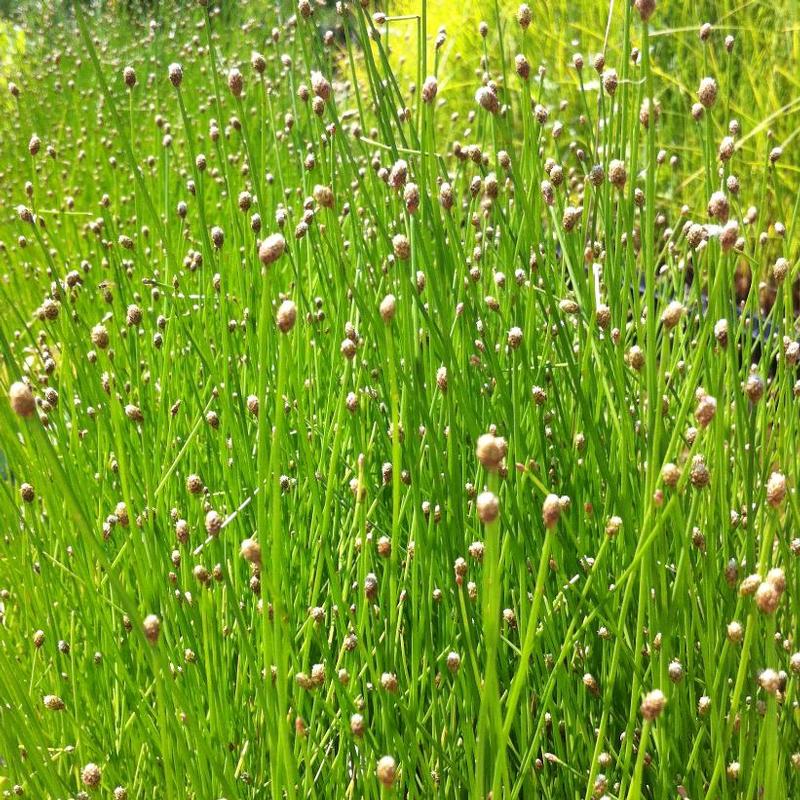 Eleocharis obtusa 