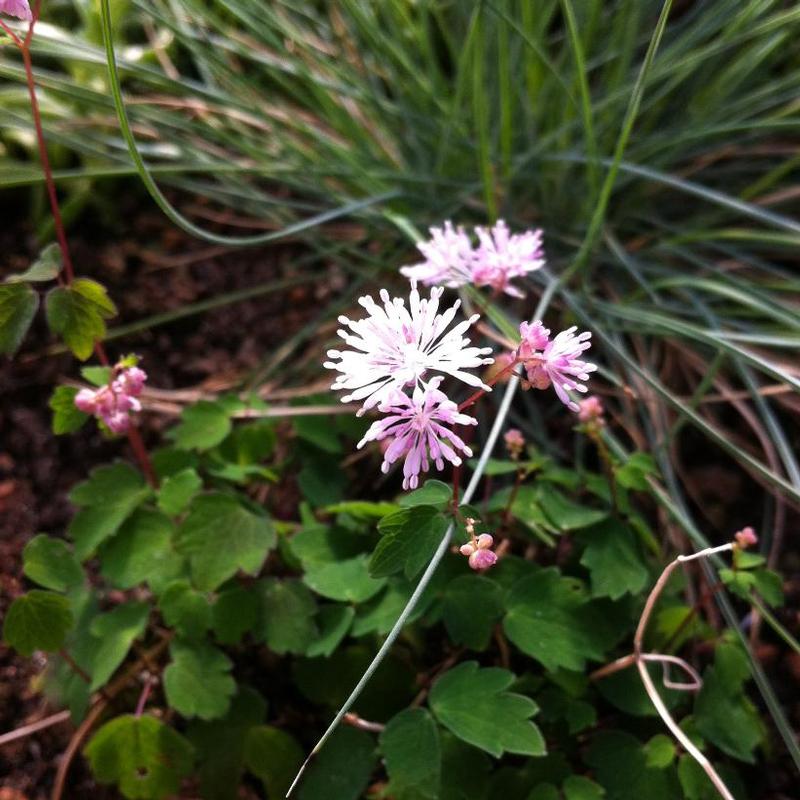 Thalictrum kiusianum 