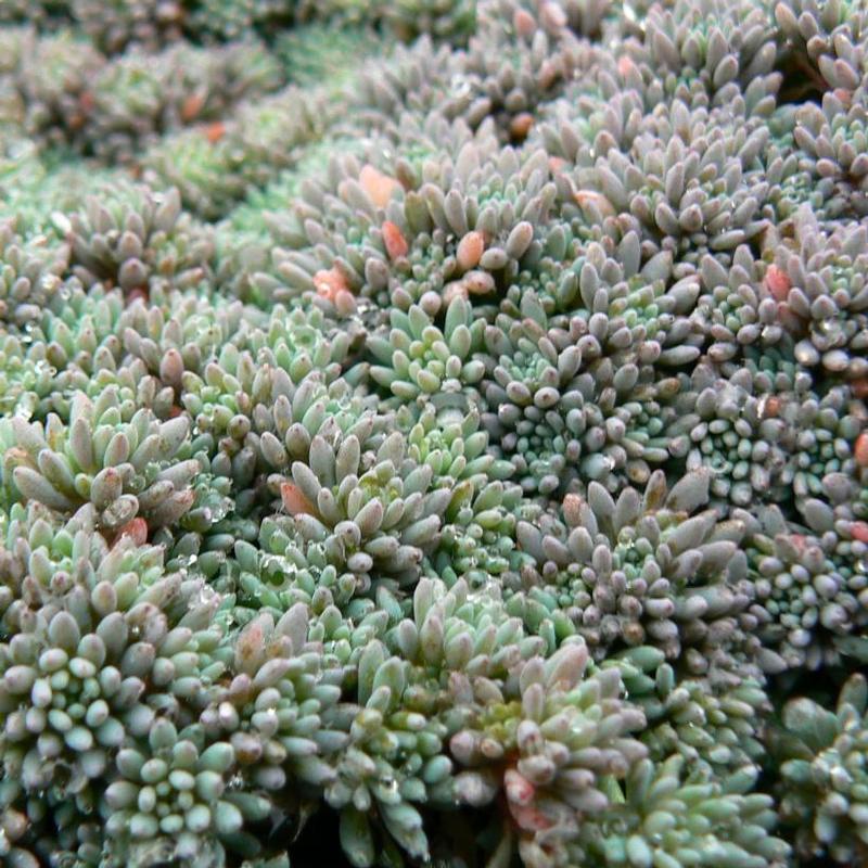 Sedum hispanicum Blue Carpet