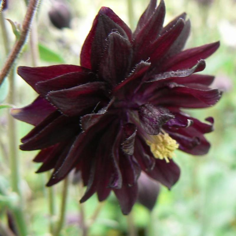 Aquilegia vulgaris Black Barlow